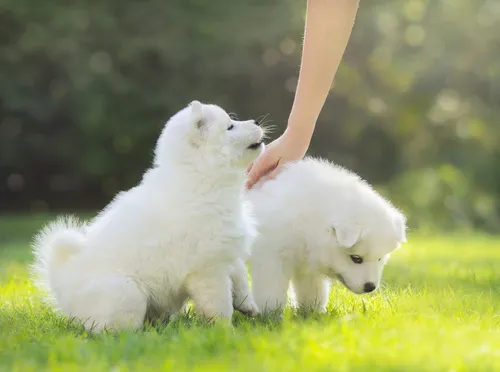Samoyed szczeniaki szczenięta samojed