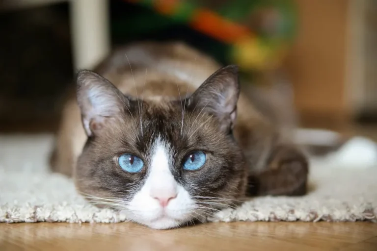 Snowshoe Niebieskooki snowshoe
