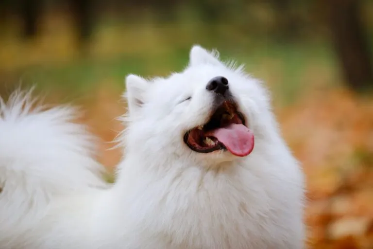 Uśmiechający się samojed