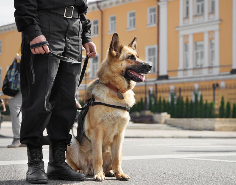 pies policyjny pies służbowy