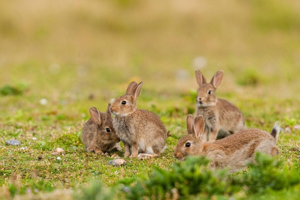 Grupa dzikich królików