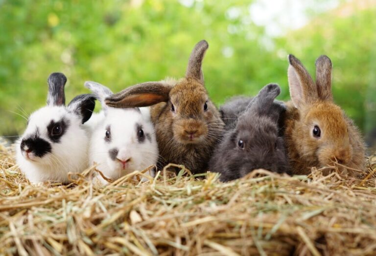 Grupa królików