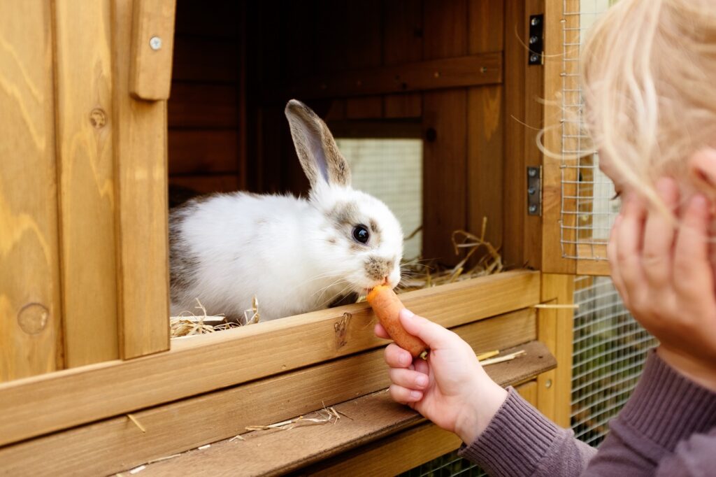 Dziewczynka karmiąca królika