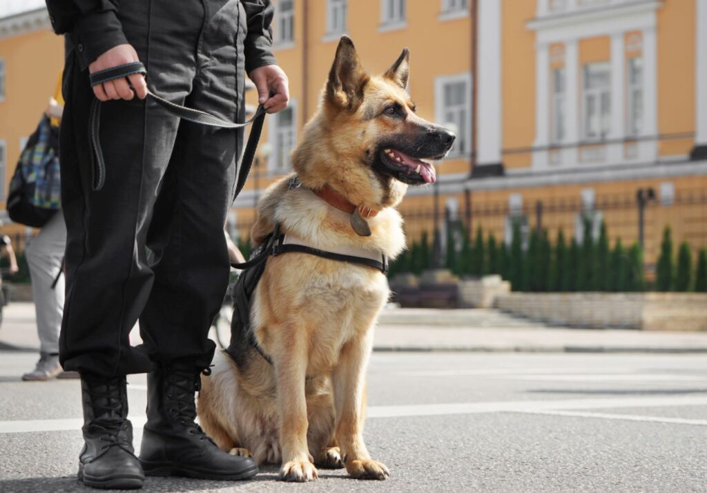 Pies policyjny siedzący przy nodze swojego opiekuna