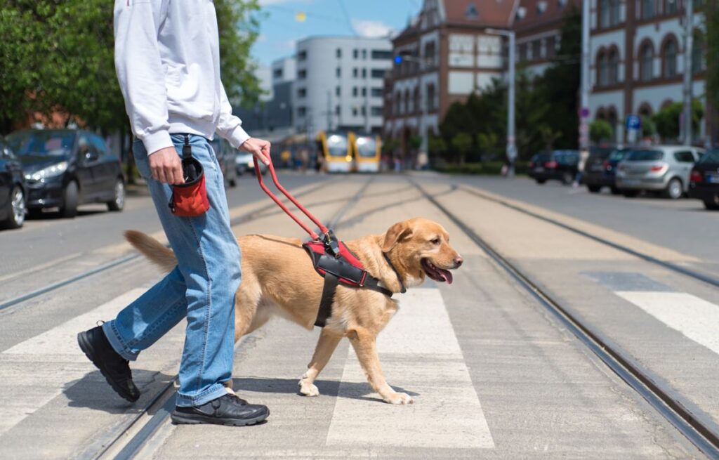 Pies przeprowadzający swojego pana przez ulicę