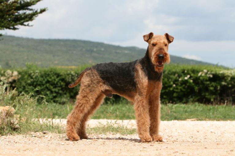 Airedale Terrier rasa psa