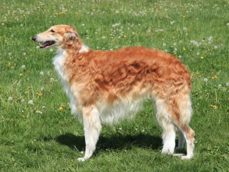 Borzoj Borzoj
