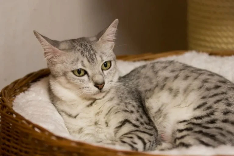 Egipski mau Egipski mau na legowisku