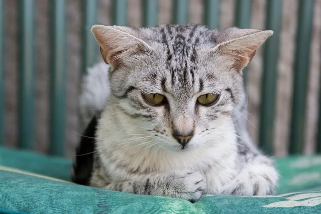 Egipski mau na legowisku