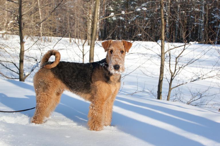 airedale terrier w śniegu