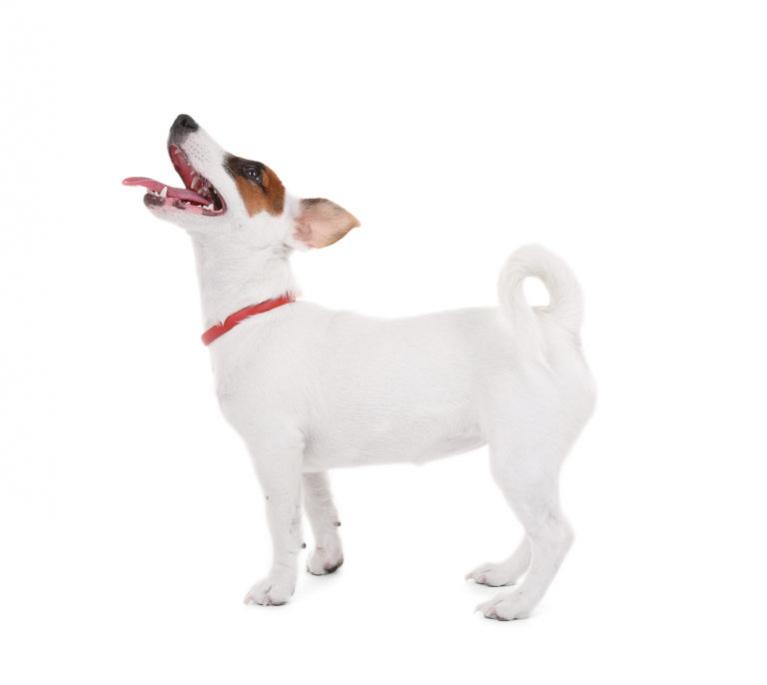 jack russell terrier rasa