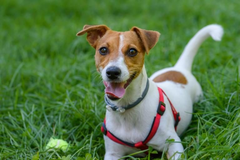 jack russell terrier