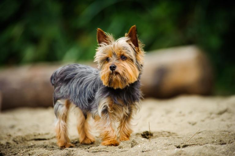 rasa yorkshire terrier