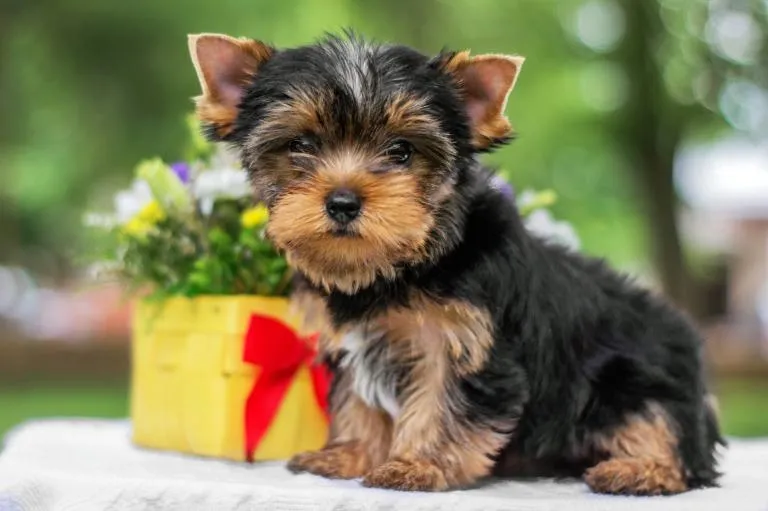 york szczenię szczenię yorkshire terrier