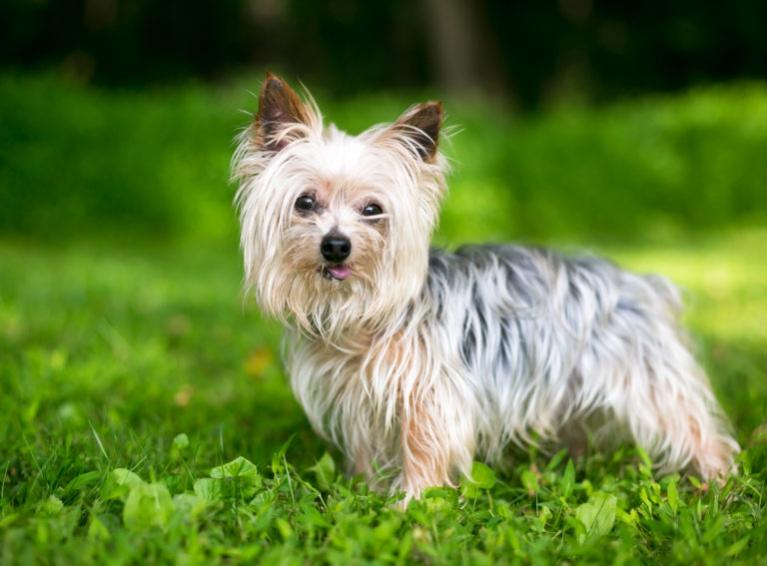 yorkshire terrier rasa psa