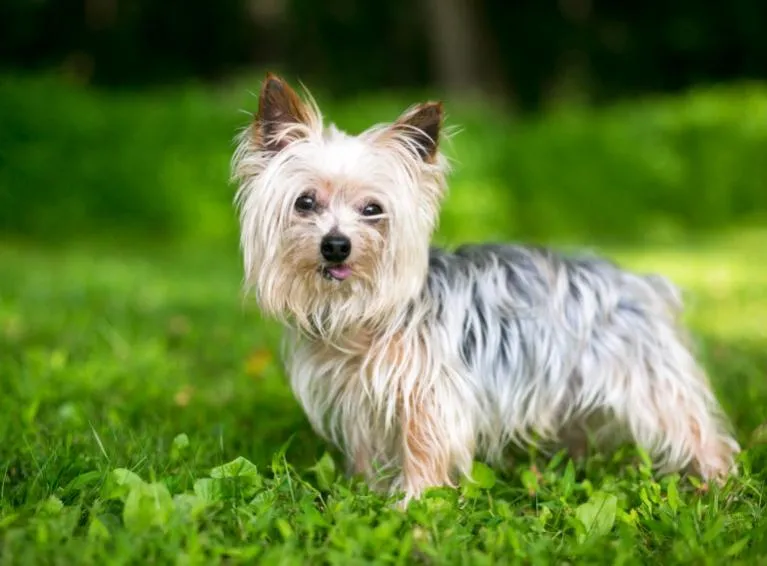 yorkshire terrier yorkshire terrier rasa psa