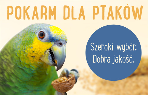 pokarm dla ptaków