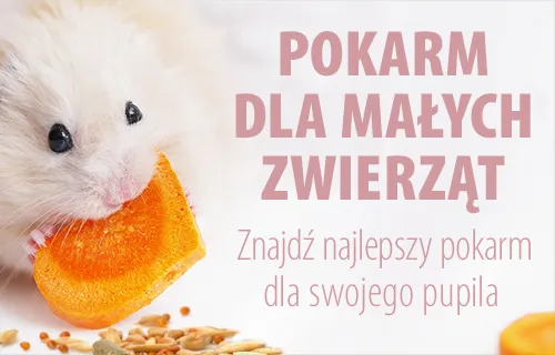 pokarm dla gryzonia