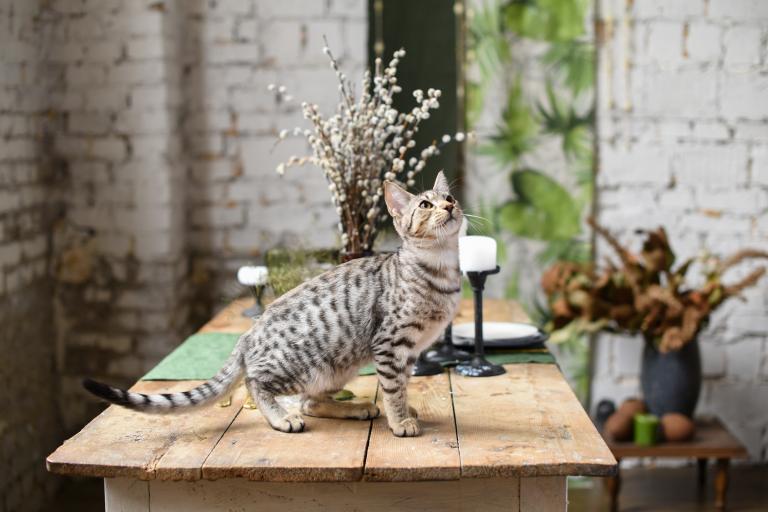 Kocię rasy Savannah kocię Savannah