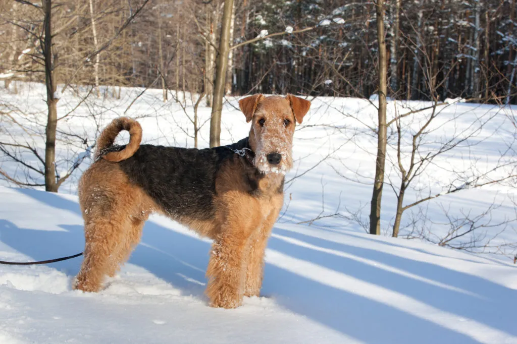 Airedale terier w zimie