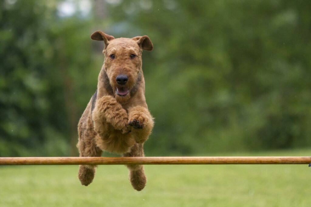 Airedale terrier agility
