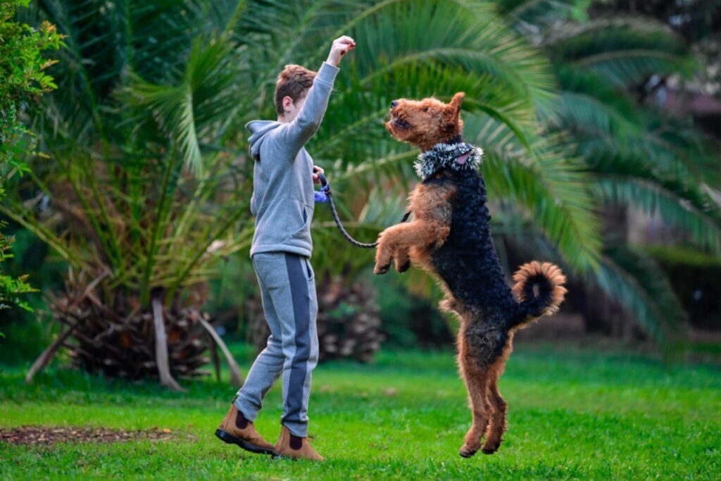 Airedale terrier sport i aktywności