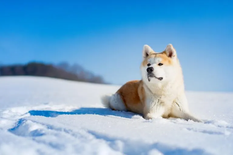 Akita Inu na śniegu Pies Akita w zimie