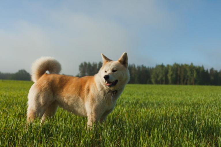 Akita Inu