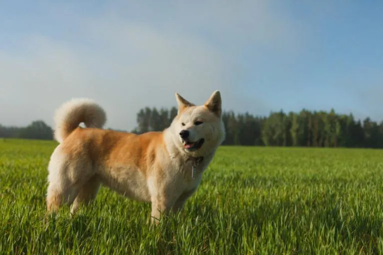 Akita Inu Akita Inu