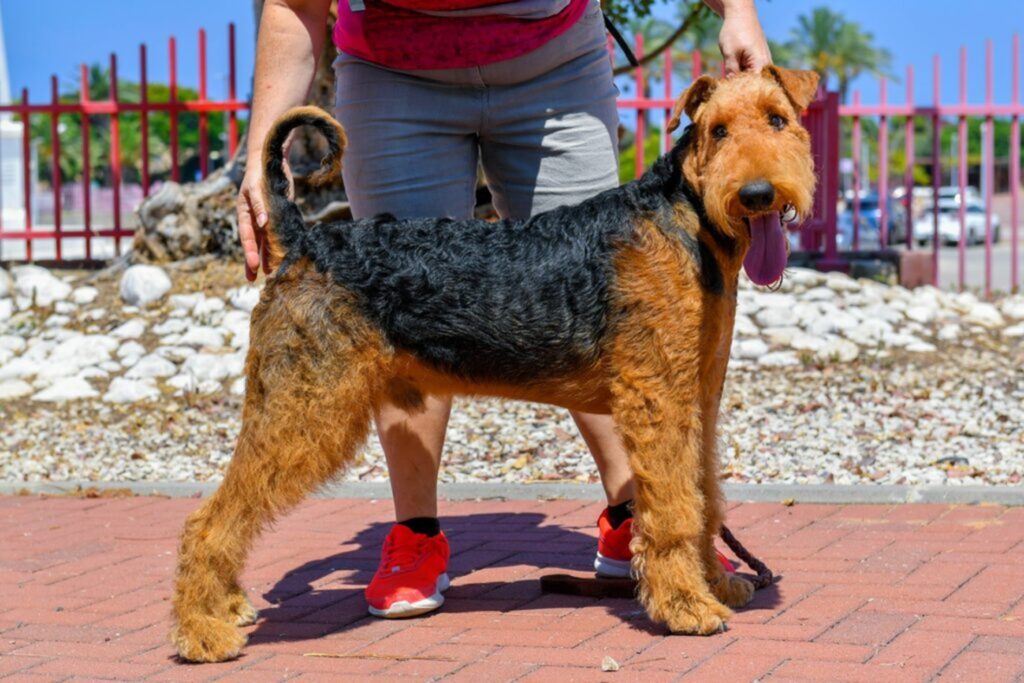 sierść airedale terriera