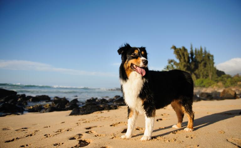 australian shepherd owczarek australijski na piasku