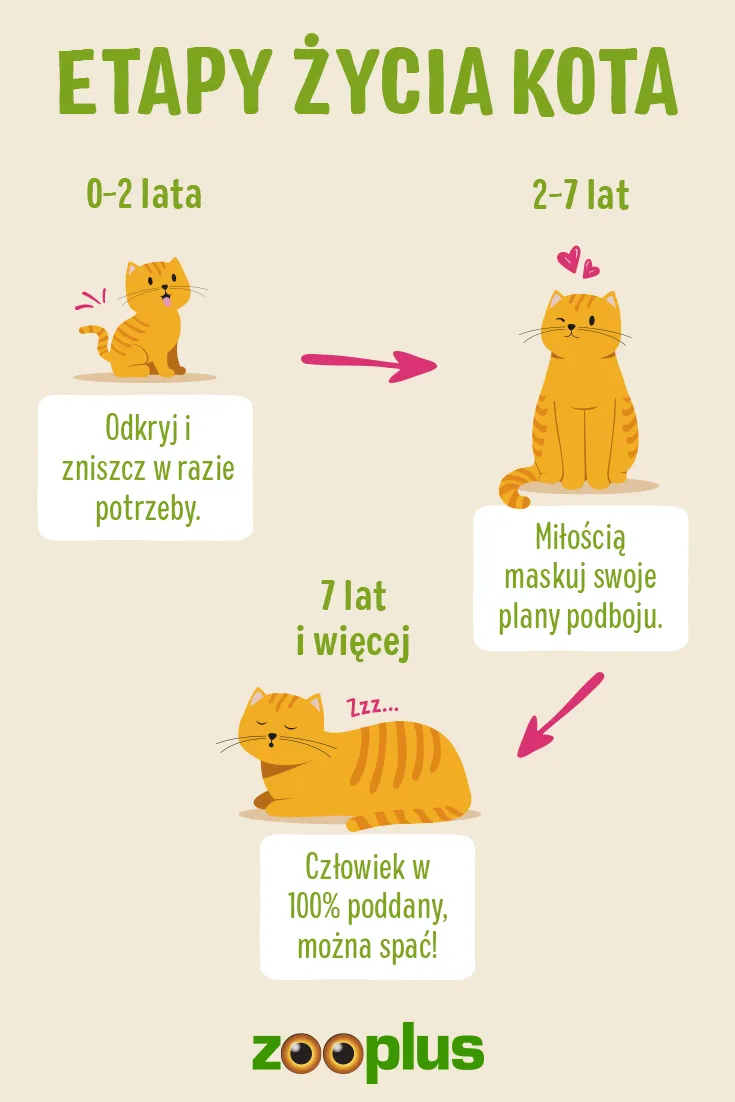 etapy życia kota etapy życia kota