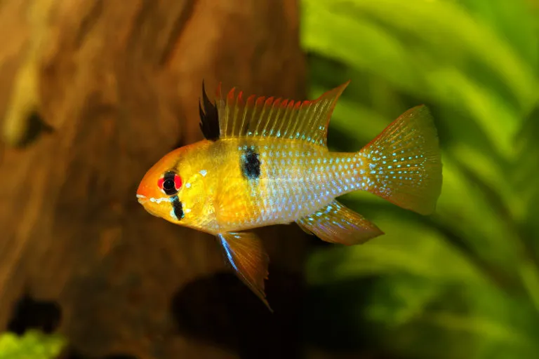 Motylek Ramireza
