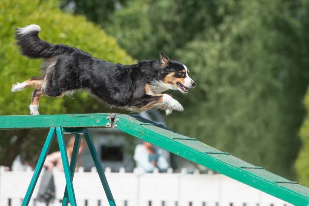Australian shepherd agility tor przeszkód dla owczarka australijskiego