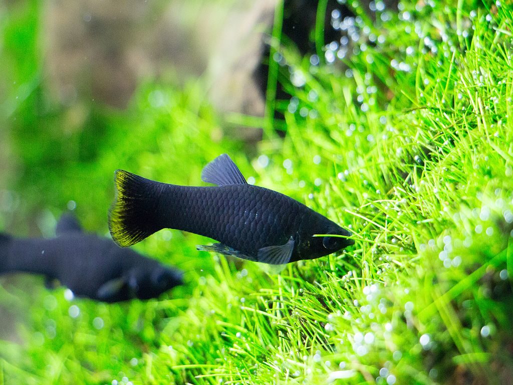 black molly Molinezja ostropyska