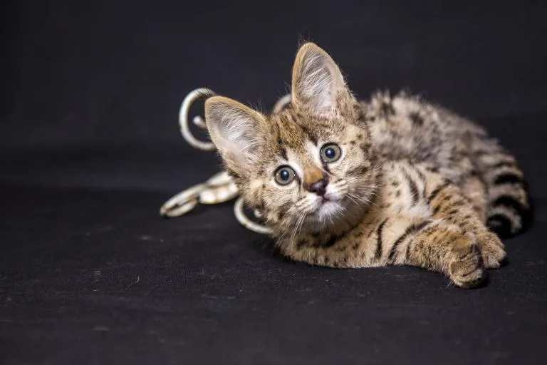 kocię rasy savannah rasy hybrydowe kotów — savannah