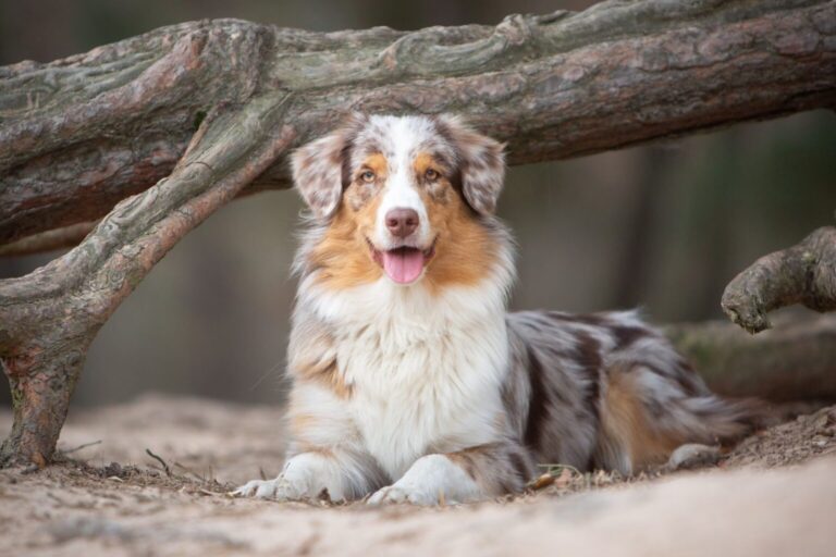 Australian Shepherd owczarek australijski