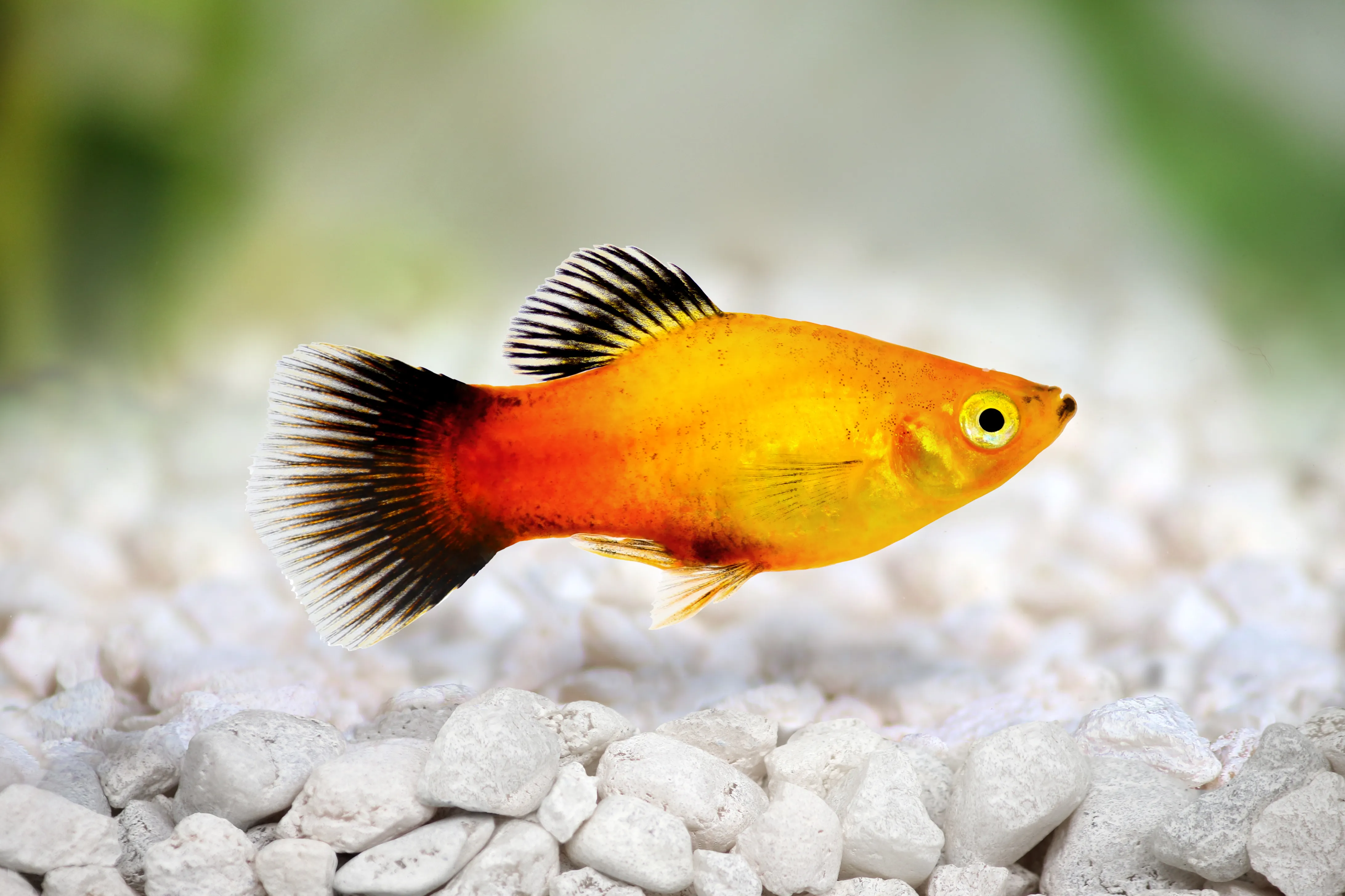 zmienniak platka