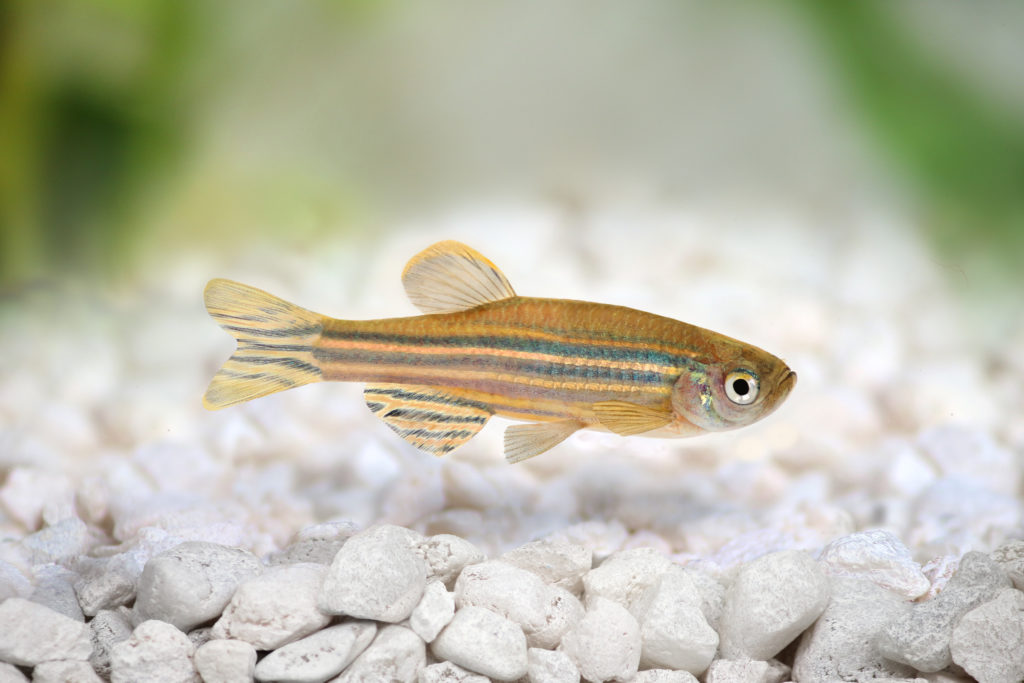 danio pręgowany danio pręgowany