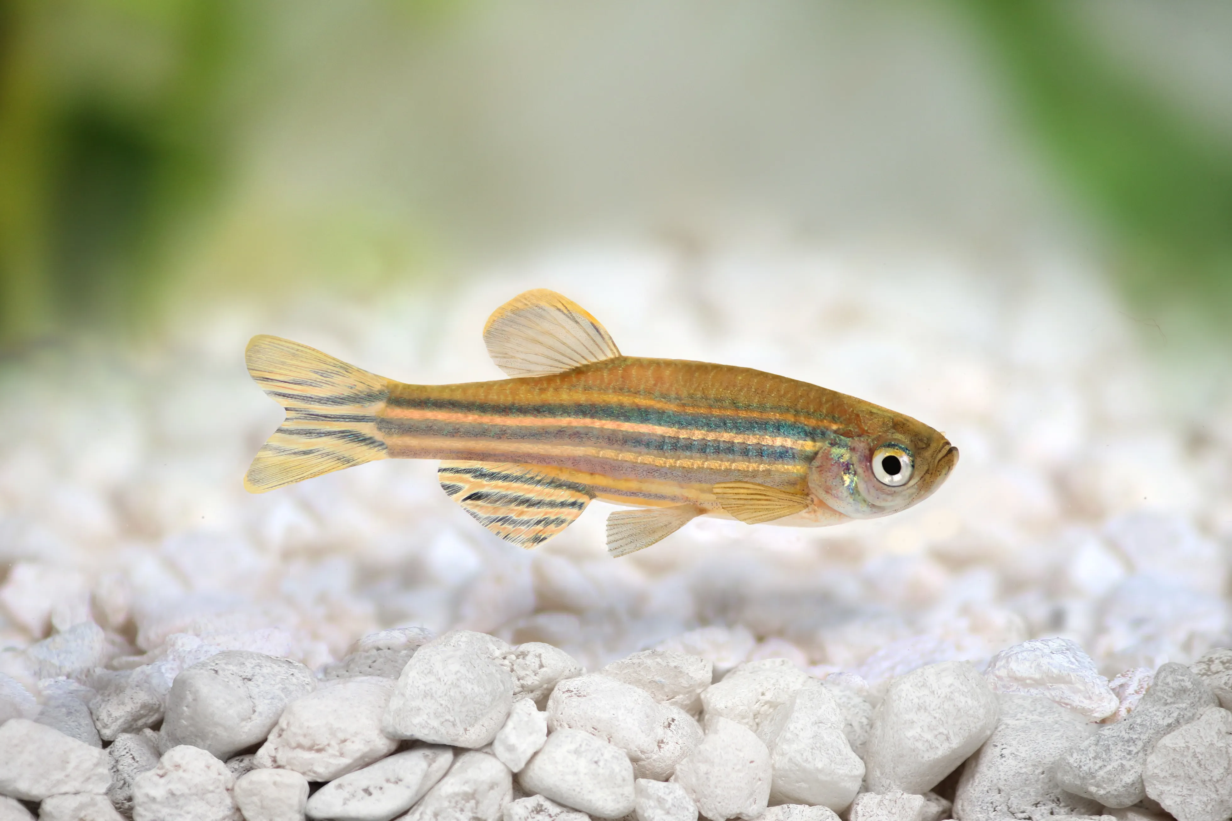 danio pręgowany danio pręgowany