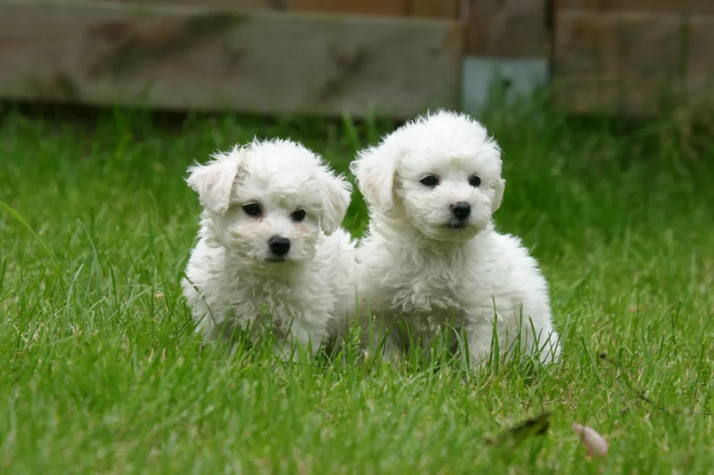 Dwa młode pieski bichon frisé