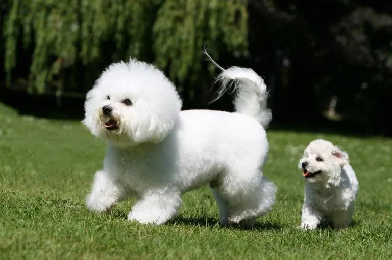 bichon frise na trawie zabawa z bichon frise