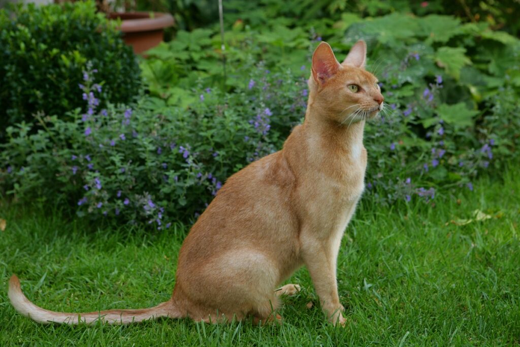 Kot abisyński w ogródku