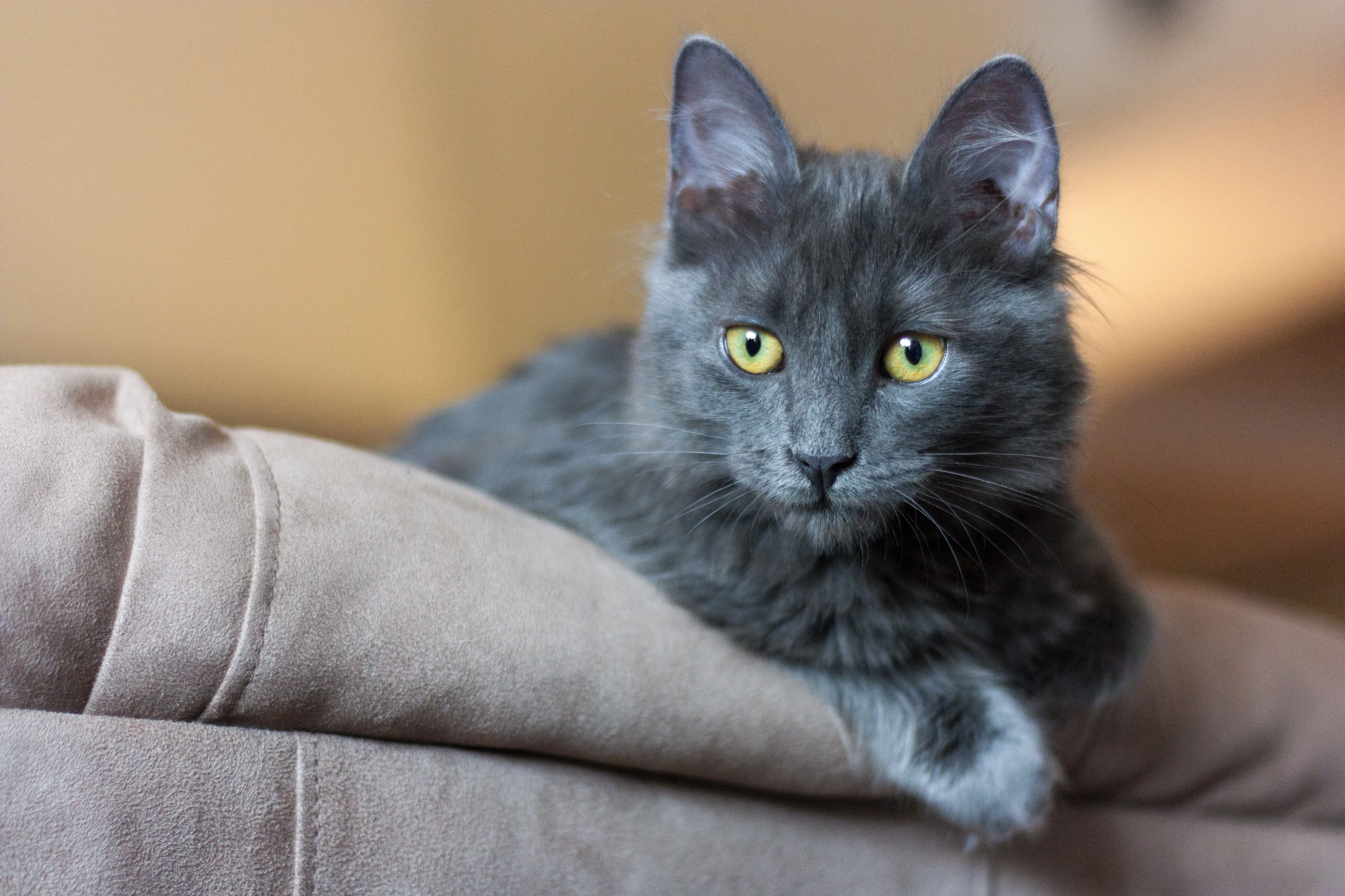 kocię rasy nebelung nebelung kocię