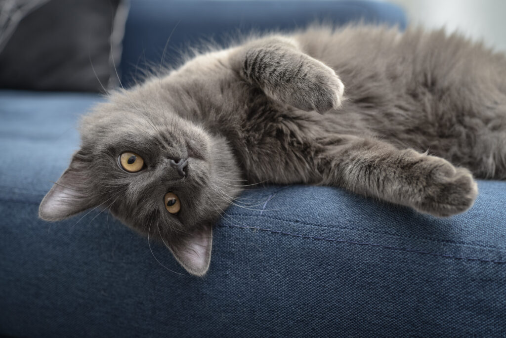 nebelung rasa kota