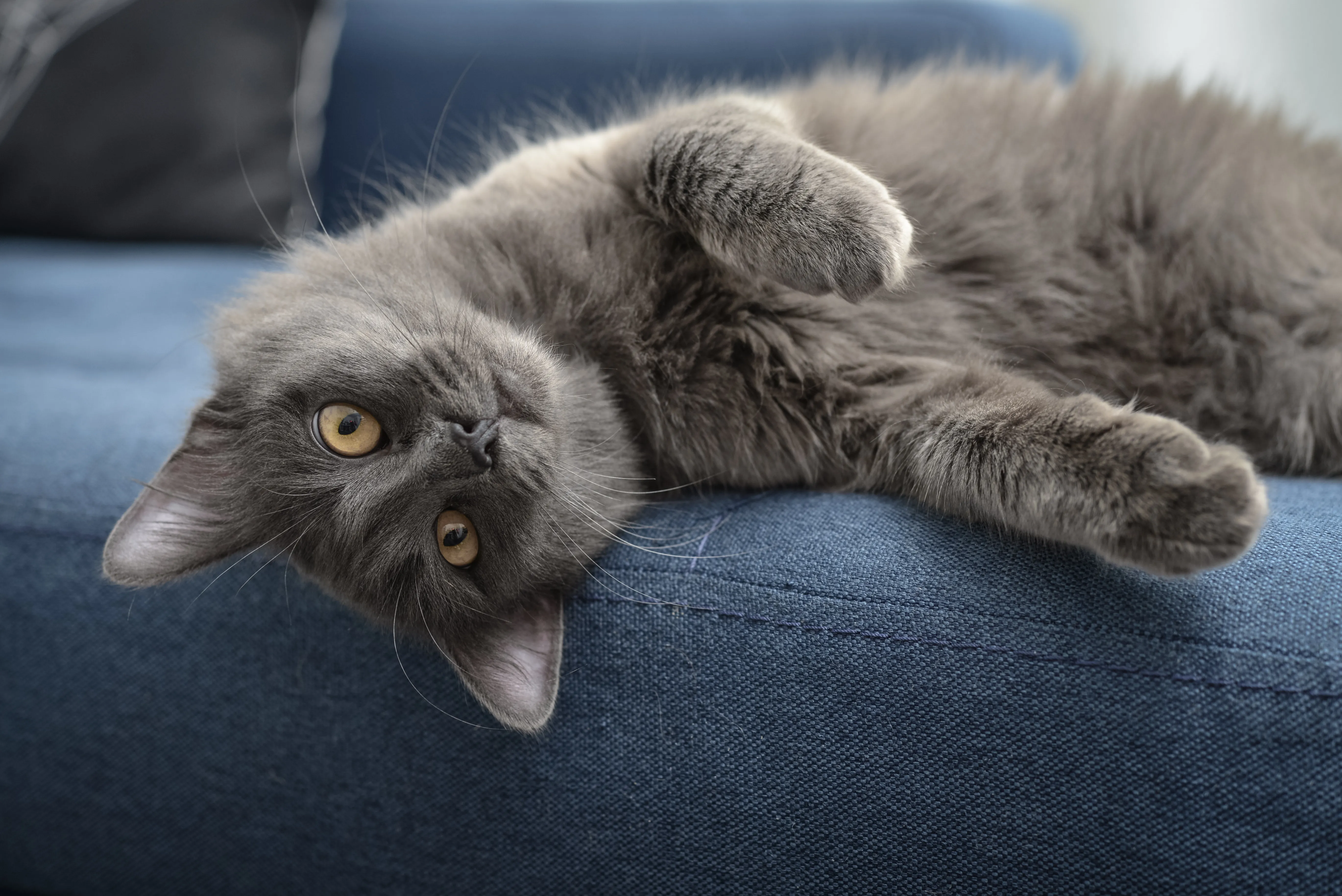 kot raasy nebelung nebelung rasa kota