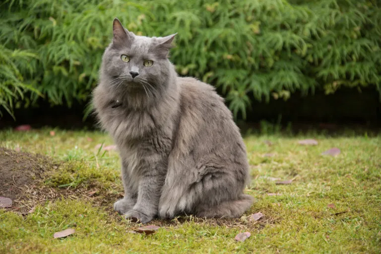 kot nebelung w trawie kot rasy nebelung w ogrodzie