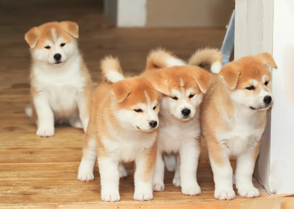 akita inu 1 akita inu