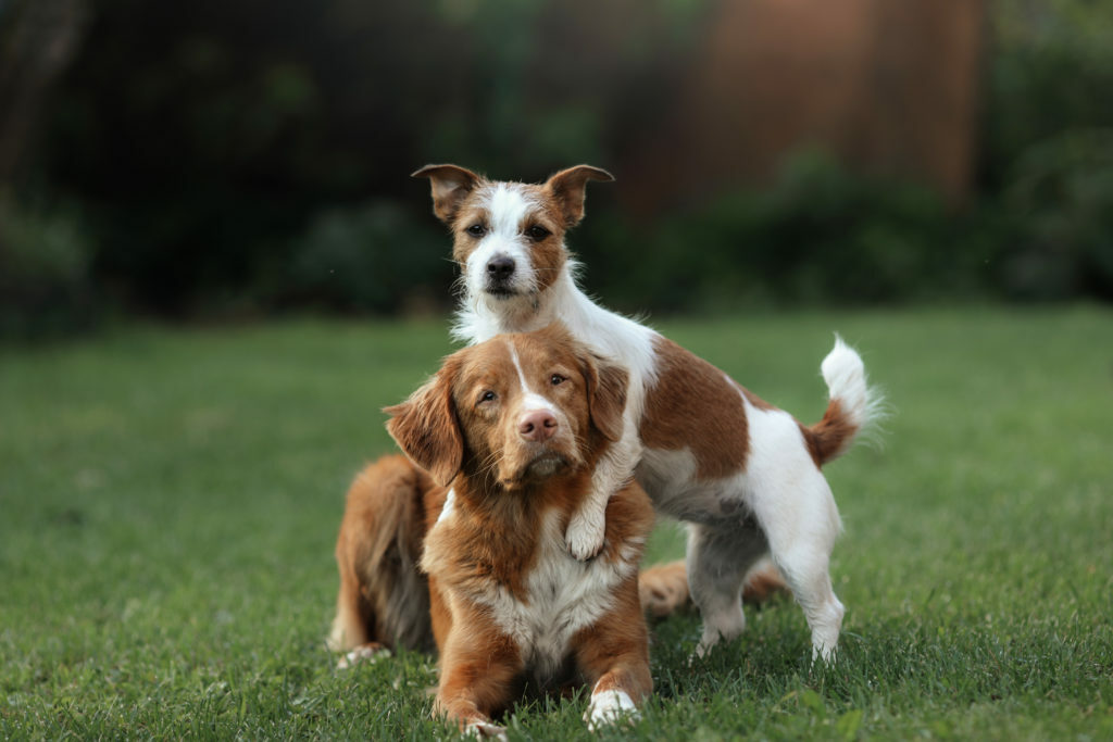 Jack Russell Terrier i Nova Scotia Duck Tolling Retriever Jack Russell Terrier i Nova Scotia Duck Tolling Retriever