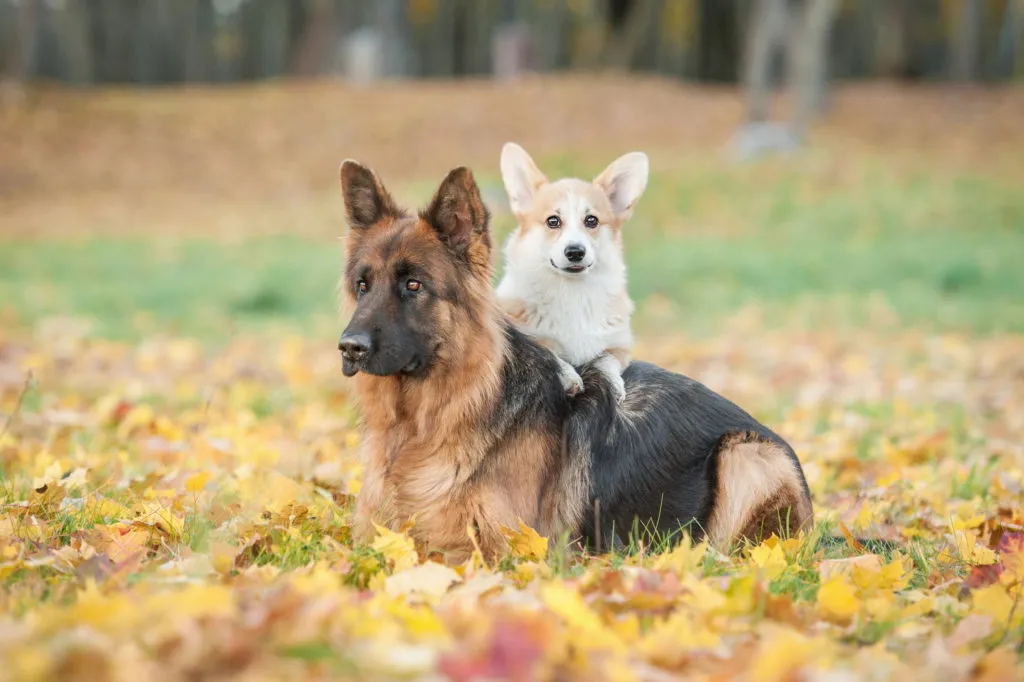Pembroke welsh corgi i owczarek niemiecki owczarek i corgi jesienią